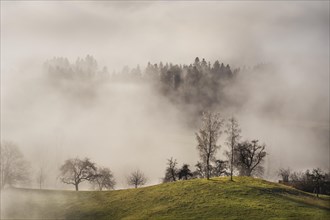 Landscape in the Allgäu in autumn. Deep clouds hang in the valley. Fog rises in the sun. Inversion weather. Siggener Höhe