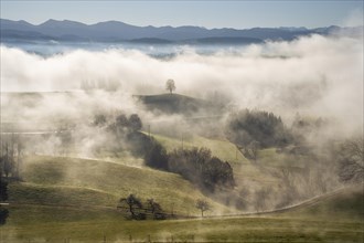 Landscape in the Allgäu in autumn. Deep clouds hang in the valley. Fog rises in the sun. Mountains in the background. Inversion weather