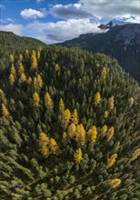 Colourful coniferous forests in the Engadine