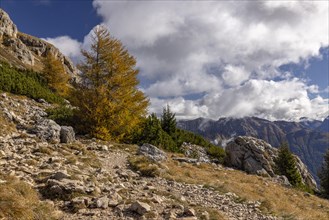Autumnal coloured larches at the foot of the Catinaccio massif