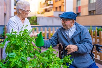 Elder man and woman watering herbal plants outdoors in an urban garden in a geriatric