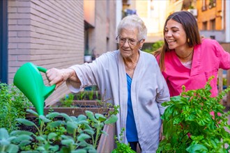 Nurse and elder woman watering herbal plants in the urban vegetable garden a nursing home