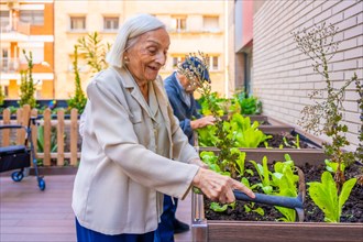 Senior woman planting lettuce in a vegetable garden in a nursing home