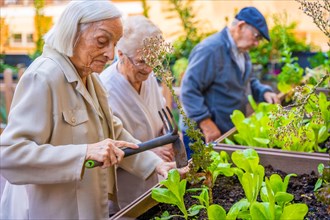 Three seniors working on a vegetable urban garden in a geriatric
