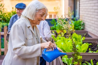 Profile of three seniors watering a vegetable urban garden in a geriatric
