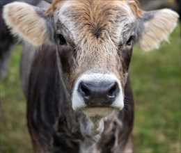 Close Up on a Cute Calf Cow in Switzerland