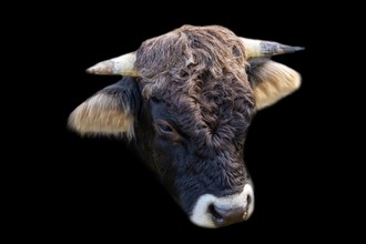 Bull Head on Black Background in Switzerland