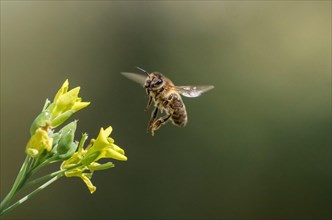 Honey Bee collecting pollen on yellow rape flower