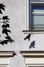 Grey façade with artificial crow and shadow