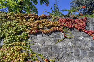 City wall overgrown with wild vine