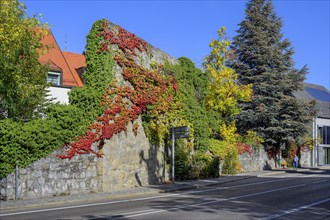 Burgstraße with last remains of the town wall overgrown with wild vine