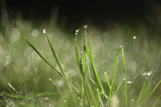 Grasses in the morning light with dew drops