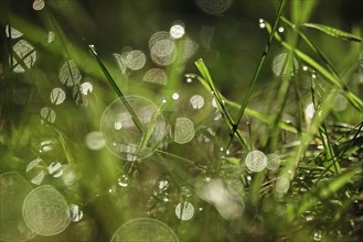 Grasses in the morning light with dew drops