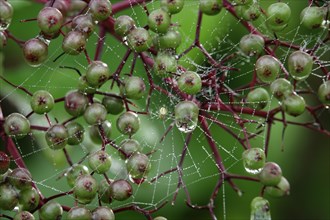 Spider's web with dewdrops and spider