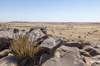(Kleinia longiflora), scree desert near Swakopmund, Namib-Naukluft, Namibia, Africa