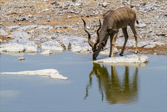 Kudu at a waterhole