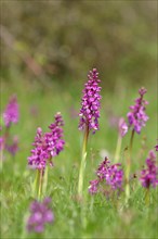 Early purple orchid