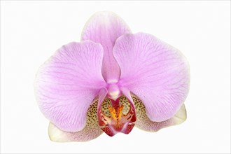 Phalaenopsis or butterfly orchid