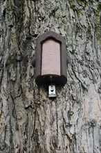Treecreeper nest box on a tree
