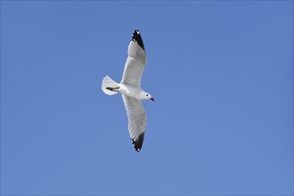 Audouin's gull