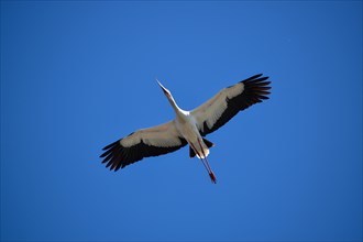 The Maguari Stork