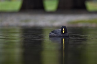A yellow-billed coot
