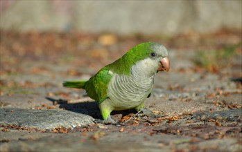 A monk parakeet