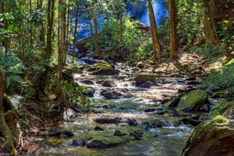 Small and calm river crossing the forest with its waters illuminated by the sunlight passing through the trees in Minas Gerais