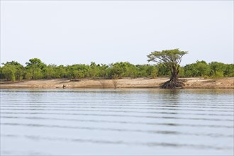 Riparian landscape on the Rio Amazonas at low water level