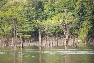 Trees on the bank of the Rio Amazonas at low water level
