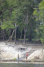 Trees on the bank of the Rio Amazonas at low water level