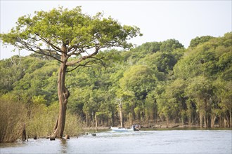 Tree on the bank of the Rio Amazonas at low water level