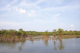 Trees in the Rio Amazonas at low water level
