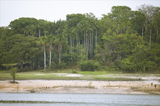 Riparian landscape on the Rio Amazonas at low water level