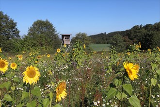 Hunter's stand at a sunflower field