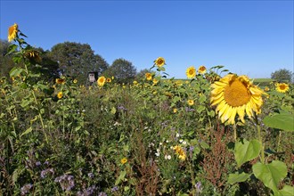 Hunter's stand at a sunflower field