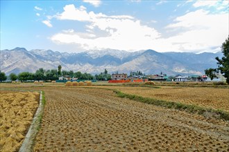 Harvested field of rice in Jammu Kashmir India
