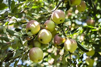 Red Apples on tree in Pahalgam