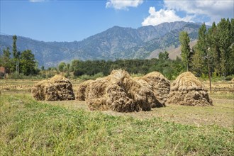 Bale of rice in field in Nishat Suth
