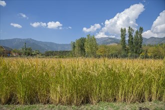 Rice in field in Nishat Suth