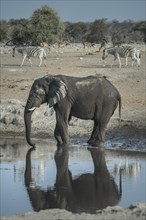 An African elephant