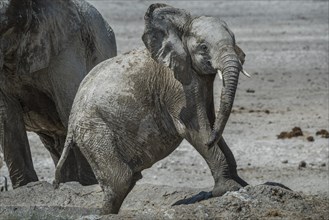 Young African elephant