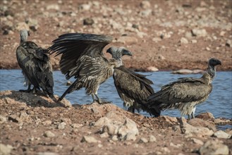 Four white-backed vulture