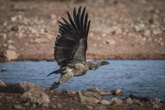 A white-backed vulture