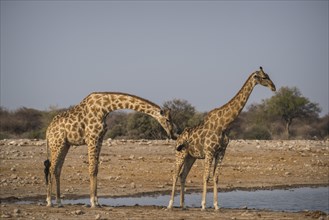 Angolan giraffes