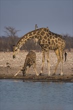 Angolan giraffes