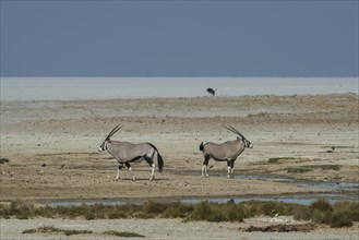 Oryx antelopes