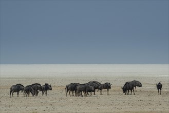 Blue wildebeests
