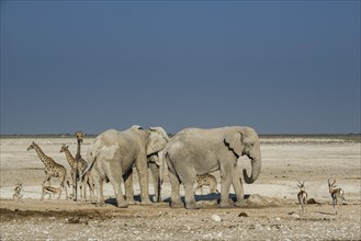 Landscape with elephants