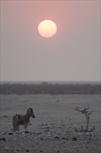 Sunset over the Etosha Pan with plains zebras